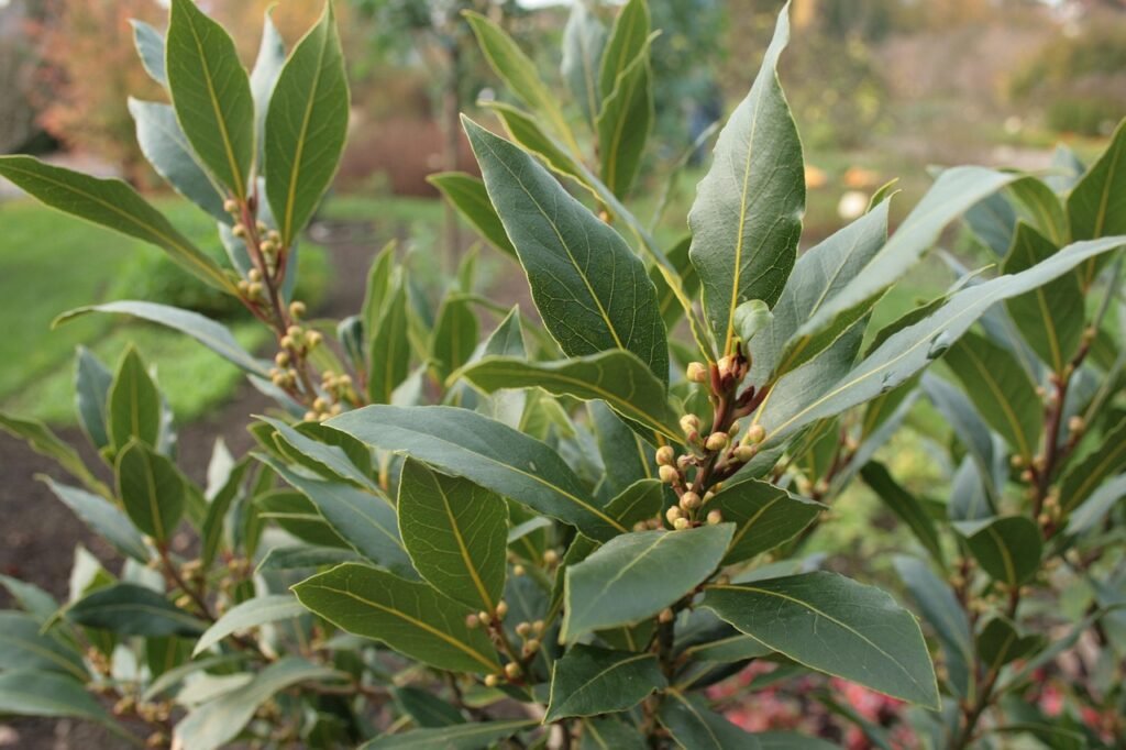 laurel, laurus nobilis, spice laurel, laurus nobilis, laurus nobilis, laurus nobilis, laurus nobilis, laurus nobilis