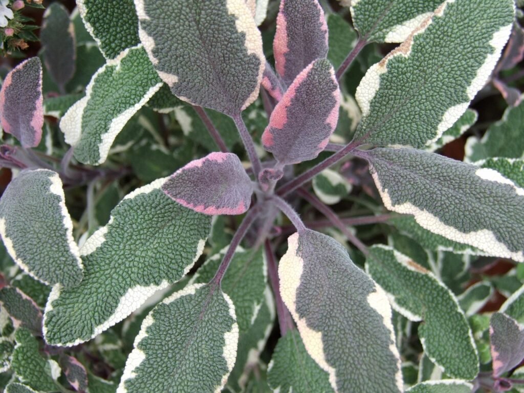 sage, nature, herb, spice, plant