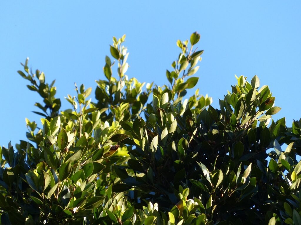 leaves, laurel, tree, green, laurel tree, azores laurel, canary islands laurel, laurus azorica, persea azorica, nature, laurel plant, lauraceae