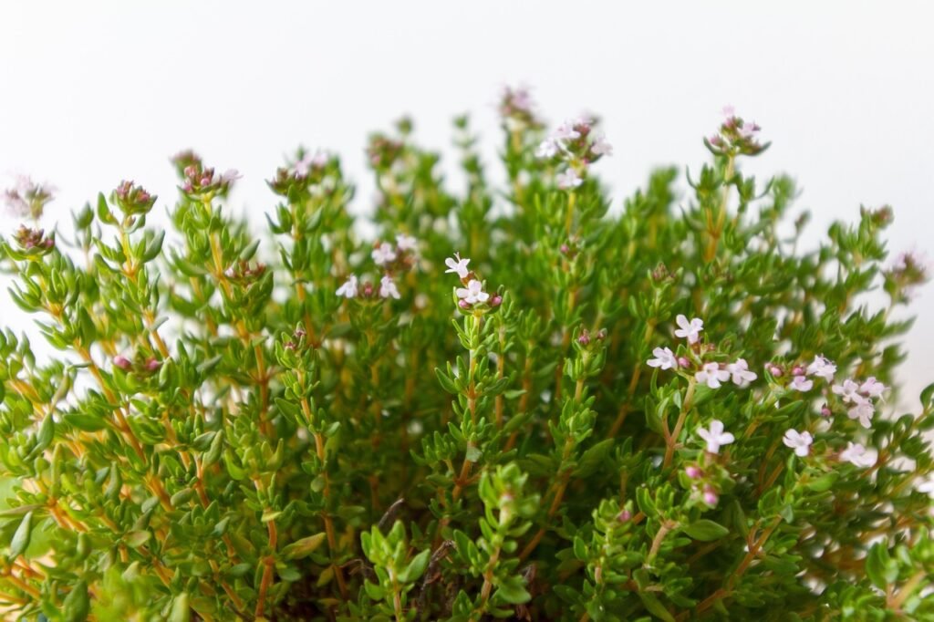 thyme, flowering, spring, blooming, flowers, plant, aromatic herbs, thymus vulgaris, green, herbs, nature, sheets, floors, health, spices, botany, smell, healthy, flora, flower, summer, seasoning, yard, flourishing, kitchen, thyme, thyme, thymus vulgaris, thymus vulgaris, thymus vulgaris, thymus vulgaris, thymus vulgaris