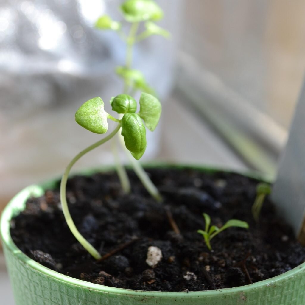 basilico coltivazione