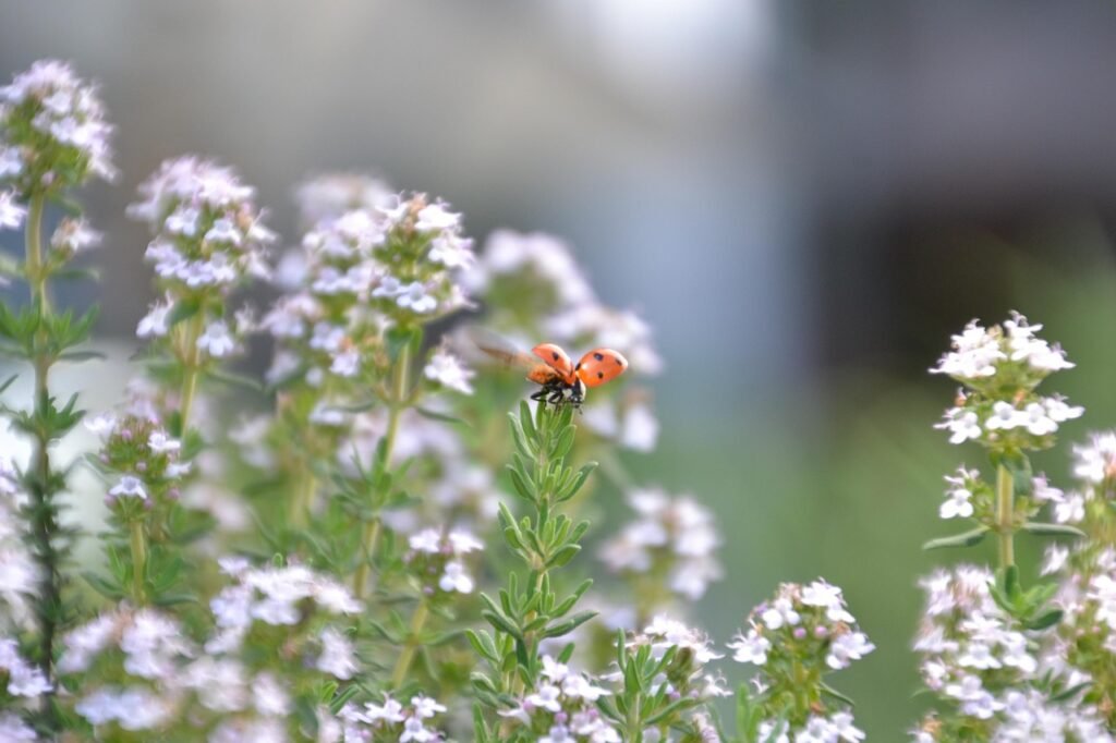 ladybug, wing, insect, red, black, points, thyme, culinary herbs, blossom, bloom, thyme, thyme, thyme, thyme, thyme