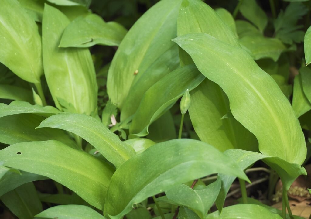 foglie di aglio orsino