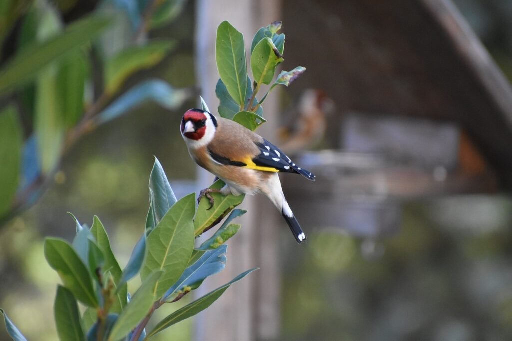goldfinch, bird, garden, plumage, laurel, nature, ornithology, colorful, goldfinch, goldfinch, goldfinch, goldfinch, goldfinch