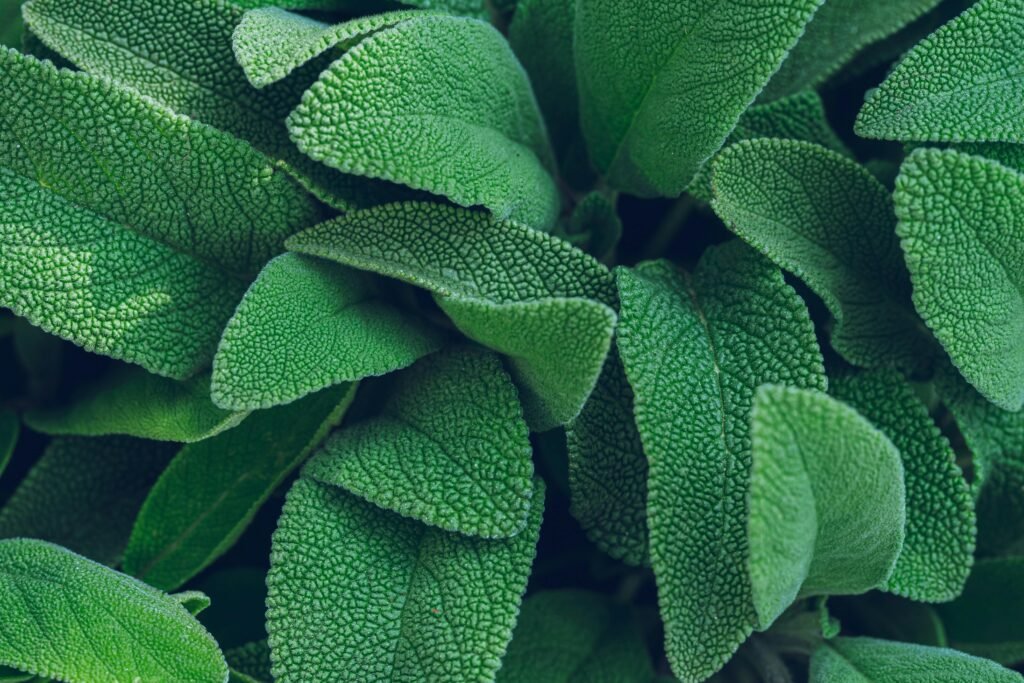 Vivid close-up of lush green sage leaves showcasing texture and freshness.