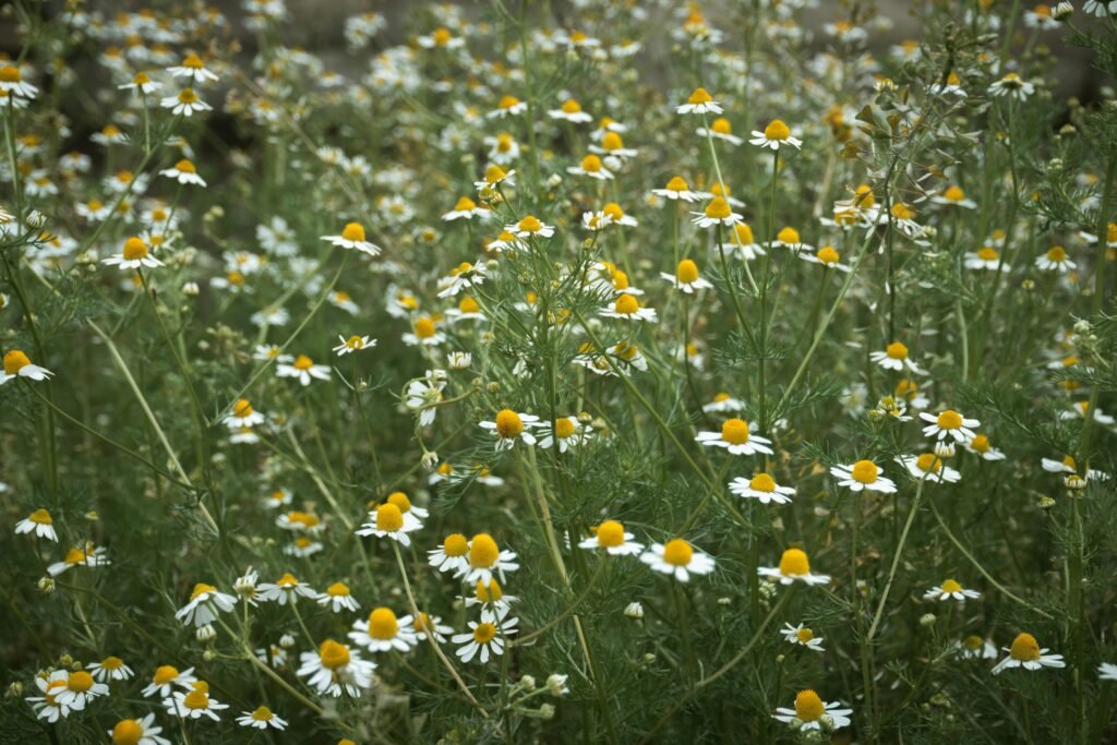 pianta di camomilla