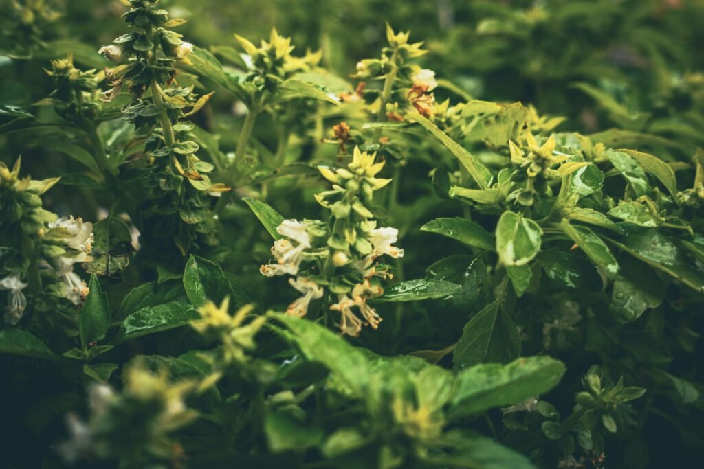 Fresh Basil Plant with White Flowers in Natural Garden