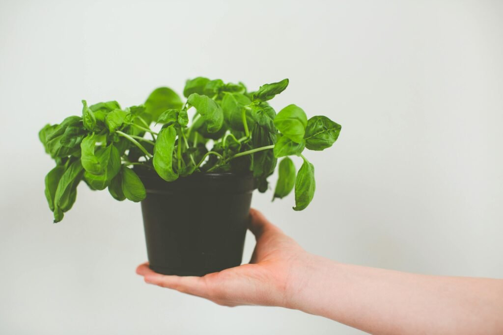 A single hand holds a vibrant basil plant in a black pot against a minimalist backdrop.