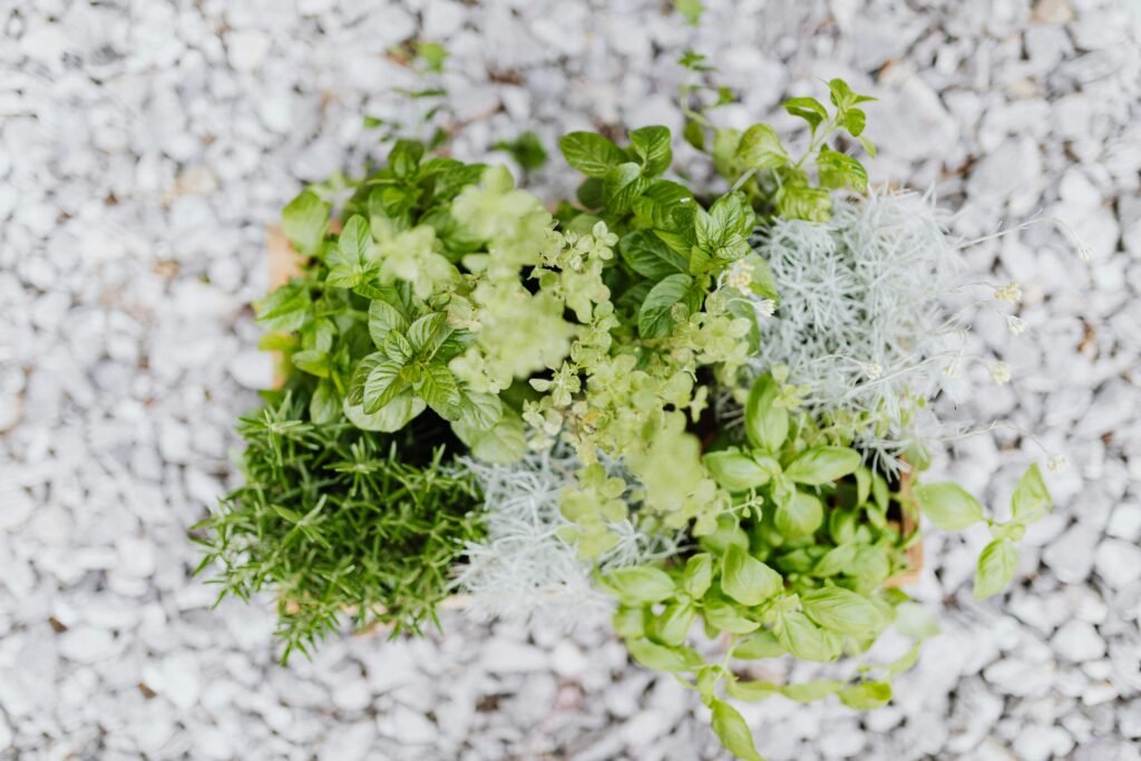 basilico consociazioni