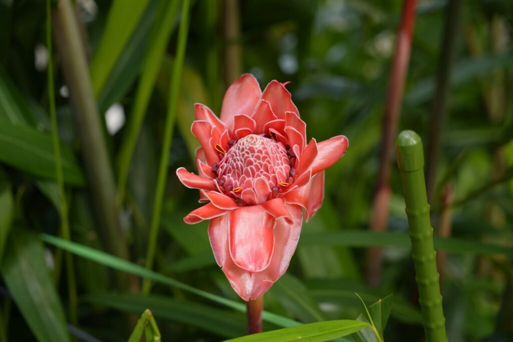 Close-up of a vibrant pink torch ginger flower in a lush garden setting in Taipei, Taiwan.
