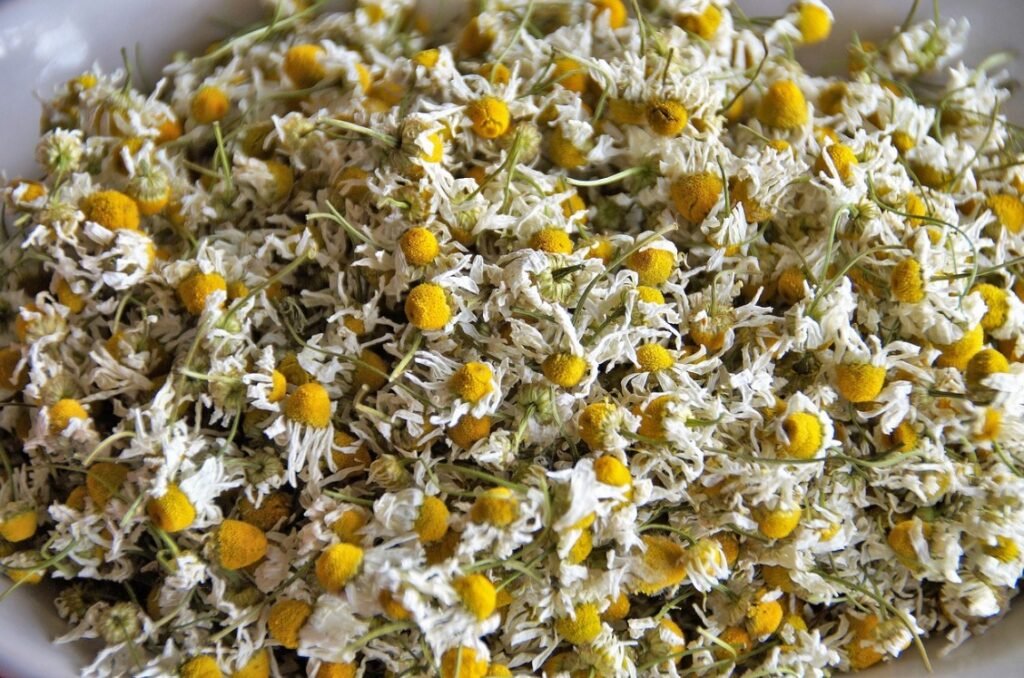 fiori di camomilla essiccati