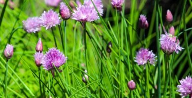 chives, herb, perennial, food, edible, chive blossoms, chive flowers, allium schoenoprasum, culinary plant, green plant, green plants, chives, chives, allium schoenoprasum, allium schoenoprasum, allium schoenoprasum, allium schoenoprasum, allium schoenoprasum