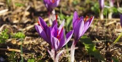 saffron, crocus sativus, harvest, beautiful flowers, flowers of saffron, fall, flower wallpaper, spice, nature, flower background, flowers, poitiers, plantation