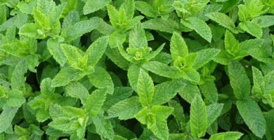 menta, moroccan mint, teeminze, peppermint, mint, tea herbs, green mint, herb, peppermint,