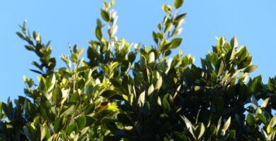 leaves, laurel, tree, green, laurel tree, azores laurel, canary islands laurel, laurus azorica, nature, persea azorica, laurel plant, lauraceae