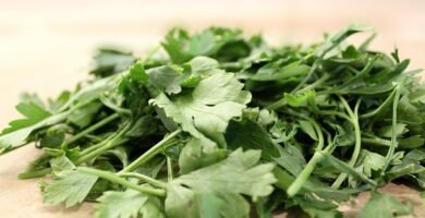 parsley, parsley curly, the family umbrella, seasoning, culinary seasoning, parsley, parsley, parsley, parsley, parsley