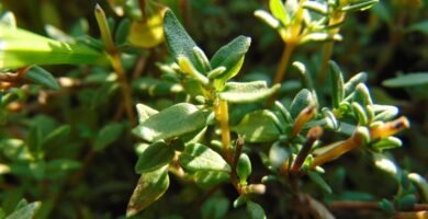 thyme, nature, spice, plant, herb