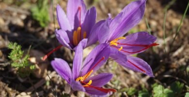 saffron, crocus sativus, harvest, flowers of saffron, fall, flower wallpaper, spice, flowers, nature, poitiers, beautiful flowers, flower background, plantation