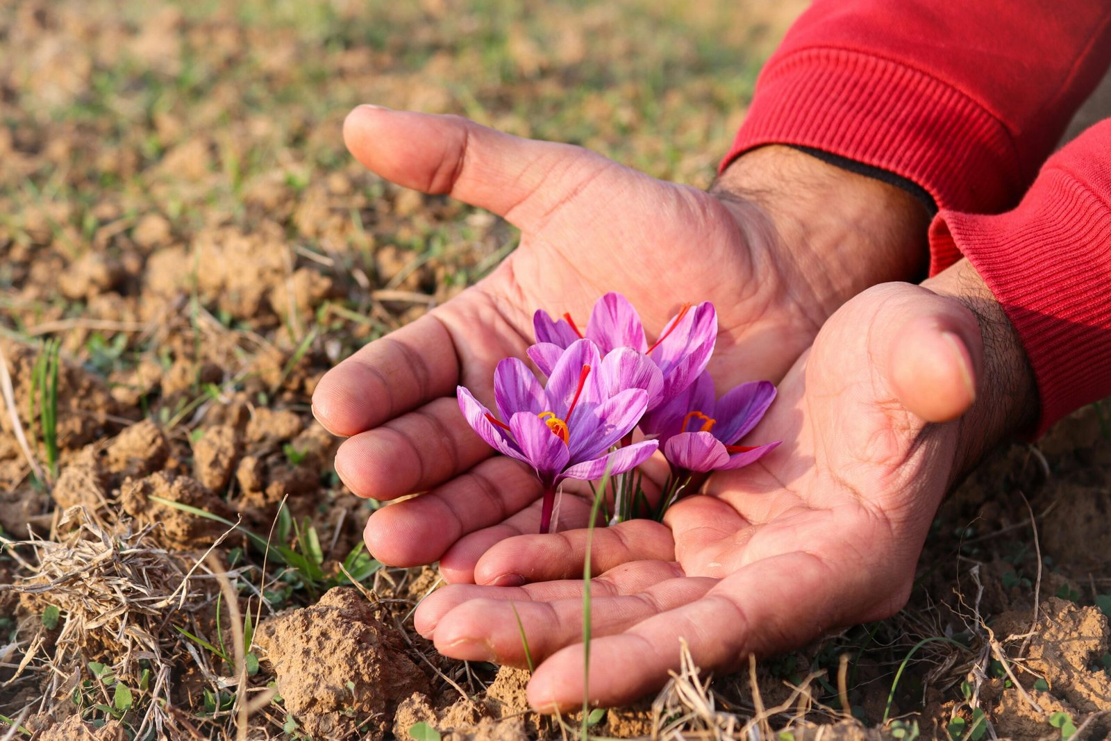 Close-up of hands holding purple saffron flowers on a farm in Pampore, India.