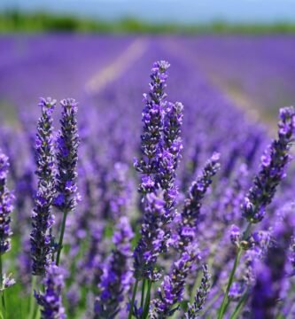 Lavanda