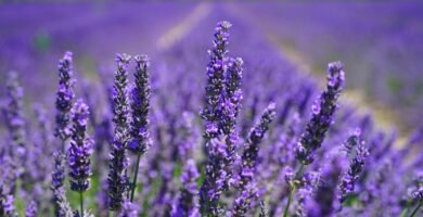 Lavanda