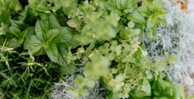 Top view of a lush, vibrant herb garden featuring basil, mint, rosemary, and more.